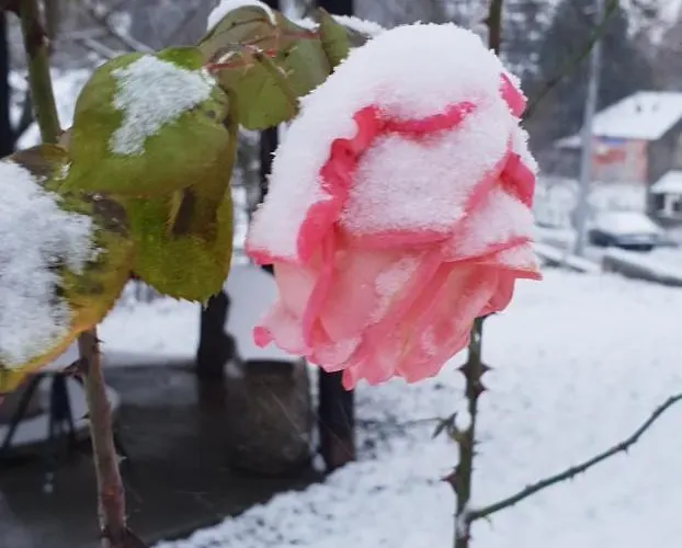 Jankovic Appartamento *